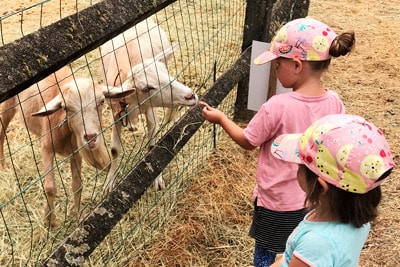 La ferme de Chanteloup, les enfants nourrissent les chèvres