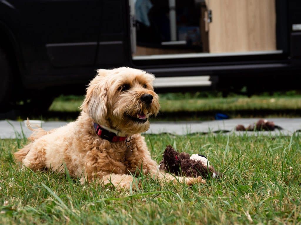 5-Sterne-Campingplatz Chateau De Chanteloup: Ihr Hund im Urlaub in Chanteloup