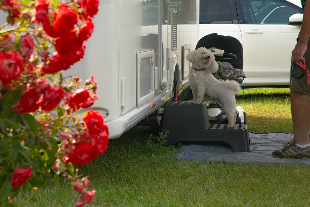 Camping 5 étoiles Château de Chanteloup - Chien devant Campingcar